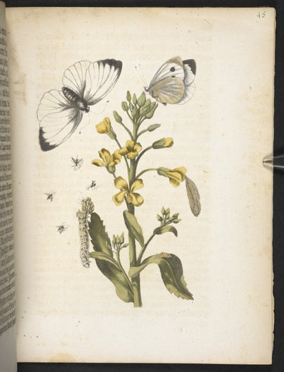 "A hernyók csodálatos metamorfózisa és a furcsa virágeledel..." alkotó: Maria Sibylla Merian