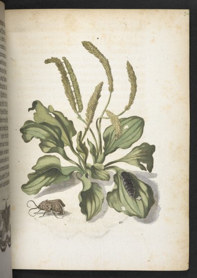 "A hernyók csodálatos metamorfózisa és a furcsa virágeledel..." alkotó: Maria Sibylla Merian