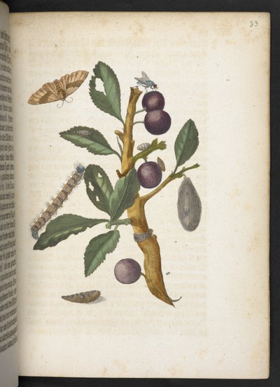 "A hernyók csodálatos metamorfózisa és a furcsa virágeledel..." alkotó: Maria Sibylla Merian