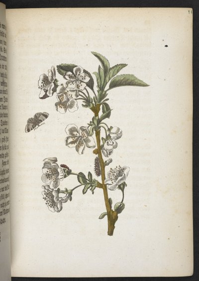 "A hernyók csodálatos metamorfózisa és a furcsa virágeledel..." alkotó: Maria Sibylla Merian