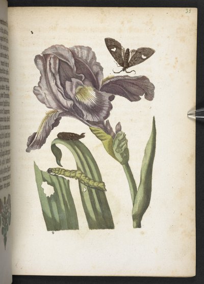 "A hernyók csodálatos metamorfózisa és a furcsa virágeledel..." alkotó: Maria Sibylla Merian