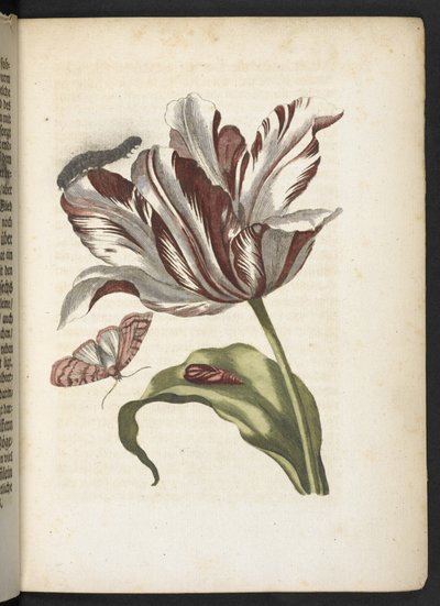 "A hernyók csodálatos metamorfózisa és a furcsa virágeledel..." alkotó: Maria Sibylla Merian