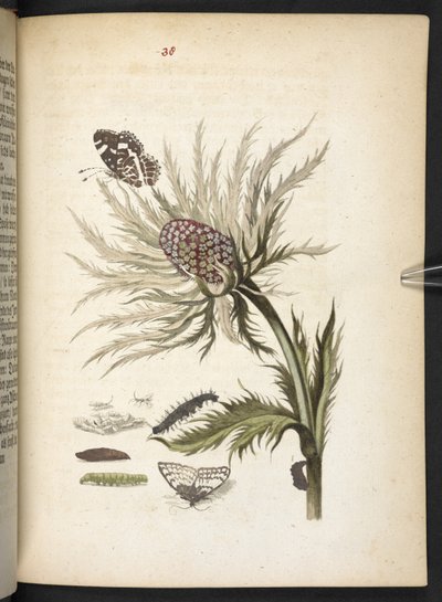 "A hernyók csodálatos metamorfózisa és a furcsa virágeledel..." alkotó: Maria Sibylla Merian