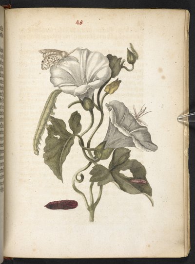 "A hernyók csodálatos metamorfózisa és a furcsa virágeledel..." alkotó: Maria Sibylla Merian