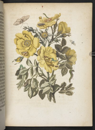 "A hernyók csodálatos metamorfózisa és a furcsa virágeledel..." alkotó: Maria Sibylla Merian