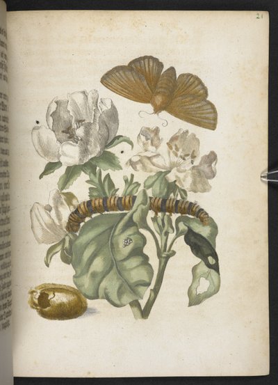 "A hernyók csodálatos metamorfózisa és a furcsa virágeledel..." alkotó: Maria Sibylla Merian