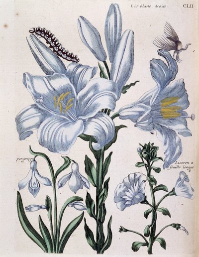 Lys (lis) fehér jobb és hosszú levélszél - Maria Sibylla de Merian „A Surinam és egész Európa rovarainak általános története” című könyvében, szerk. Desnos, Párizs alkotó: Maria Sibylla Merian