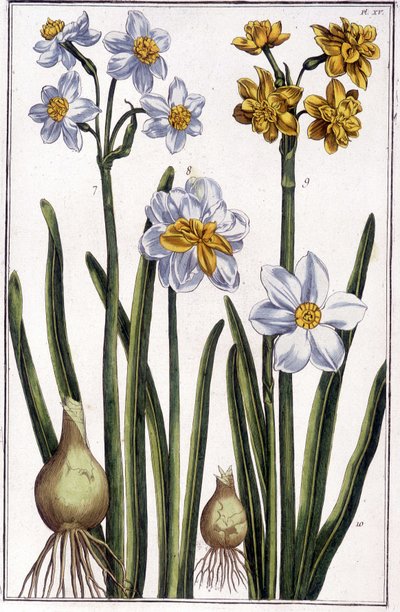 Narcissus - a „Suriname és egész Európa rovarainak általános története” című könyvében, Maria Sibylla de Merian, szerk. Desnos, Párizs alkotó: Maria Sibylla Merian