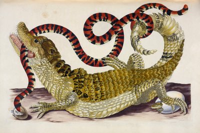 Surinam Caiman megvédi fiókáit egy korallkígyótól alkotó: Maria Sibylla Merian