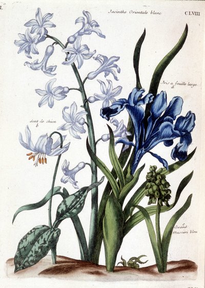 Fehér keleti jácint, nagy levelű írisz, kutyafog, nagy kék muscari - Maria Sibylla de Merian „Surinam és egész Európa rovarainak általános története” című könyvében. Desnos, Párizs alkotó: Maria Sibylla Merian