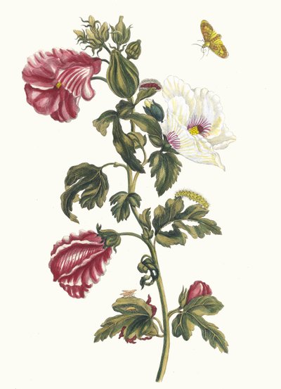 Althea. A Metamorphosis insectorum Surinamensium könyvből, 1705. alkotó: Maria Sibylla Merian