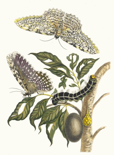 Arbre de gomme-gutte. A Metamorphosis insectorum Surinamensium könyvből, 1705. alkotó: Maria Sibylla Merian