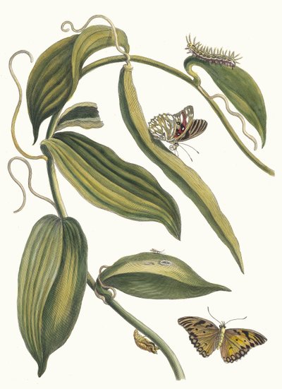 Banille. A Metamorphosis insectorum Surinamensium könyvből, 1705. alkotó: Maria Sibylla Merian