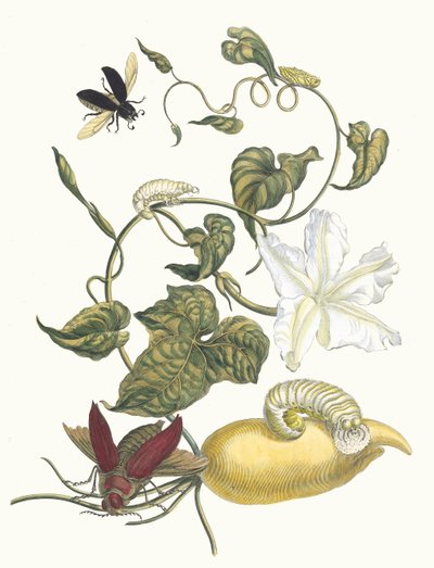 Battattes. A Metamorphosis insectorum Surinamensium könyvből, 1705. alkotó: Maria Sibylla Merian