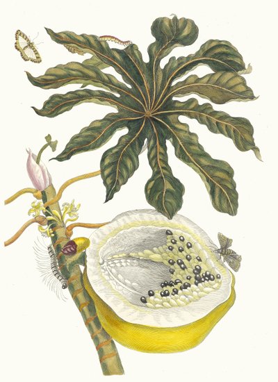Carica papaya. A Metamorphosis insectorum Surinamensium könyvből, 1705. alkotó: Maria Sibylla Merian