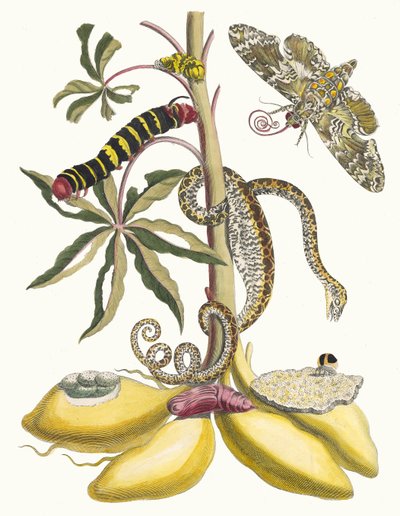Cassave. A Metamorphosis insectorum Surinamensium könyvből, 1705. alkotó: Maria Sibylla Merian