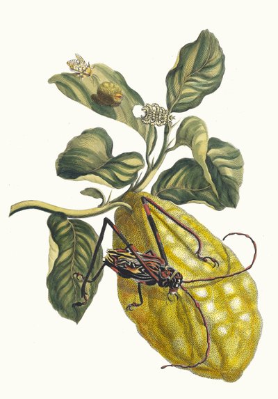 Citronier. A Metamorphosis insectorum Surinamensium könyvből, 1705. alkotó: Maria Sibylla Merian
