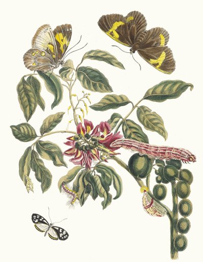 Coronilla Americana Arborescens. A surinamei rovarok metamorfózisa című könyvből, 1705. alkotó: Maria Sibylla Merian