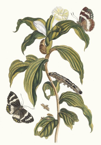 arab költség. A surinamei rovarok metamorfózisa című könyvből, 1705. alkotó: Maria Sibylla Merian