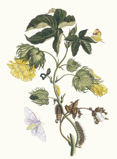 Cotonier. A Metamorphosis insectorum Surinamensium könyvből, 1705. alkotó: Maria Sibylla Merian