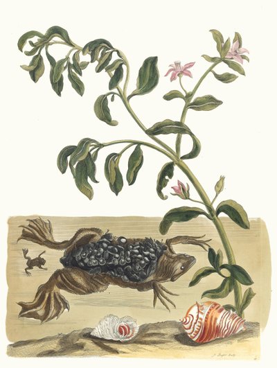 Cresson. A Metamorphosis insectorum Surinamensium könyvből, 1705. alkotó: Maria Sibylla Merian