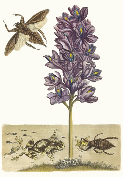 Eichhornia crassipes. A Metamorphosis insectorum Surinamensium könyvből, 1705. alkotó: Maria Sibylla Merian