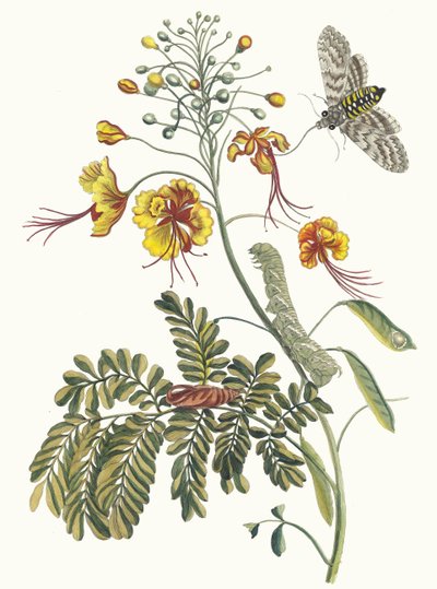 Páva virág A surinamei rovarok metamorfózisa című könyvből, 1705. alkotó: Maria Sibylla Merian