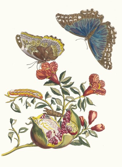 Gránátos. A Metamorphosis insectorum Surinamensium könyvből, 1705. alkotó: Maria Sibylla Merian