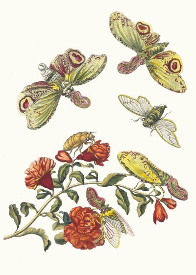 Gránátos. A Metamorphosis insectorum Surinamensium könyvből, 1705. alkotó: Maria Sibylla Merian