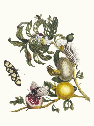 Guajaves. A Metamorphosis insectorum Surinamensium könyvből, 1705. alkotó: Maria Sibylla Merian