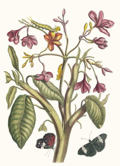Jasmin des Indes. A Metamorphosis insectorum Surinamensium könyvből, 1705. alkotó: Maria Sibylla Merian