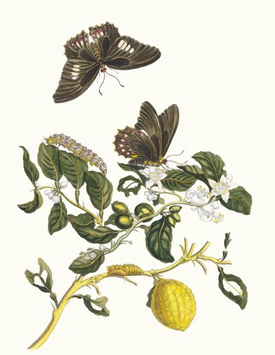 Limonier. A Metamorphosis insectorum Surinamensium könyvből, 1705. alkotó: Maria Sibylla Merian