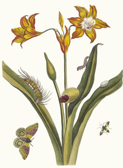 Lis Rouge. A Metamorphosis insectorum Surinamensium könyvből, 1705. alkotó: Maria Sibylla Merian