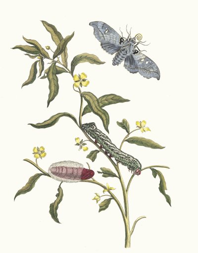 Ludwigia octovalvis. A Metamorphosis insectorum Surinamensium könyvből, 1705. alkotó: Maria Sibylla Merian