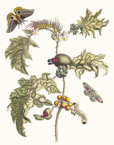 Maccai. A Metamorphosis insectorum Surinamensium könyvből, 1705. alkotó: Maria Sibylla Merian