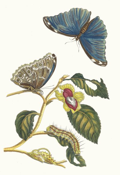 Neflier. A Metamorphosis insectorum Surinamensium könyvből, 1705. alkotó: Maria Sibylla Merian