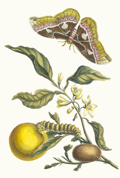 Narancssárga. A Metamorphosis insectorum Surinamensium könyvből, 1705. alkotó: Maria Sibylla Merian