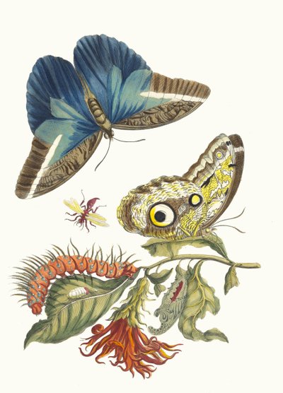 Pachystachys coccinea. A Metamorphosis insectorum Surinamensium könyvből, 1705. alkotó: Maria Sibylla Merian
