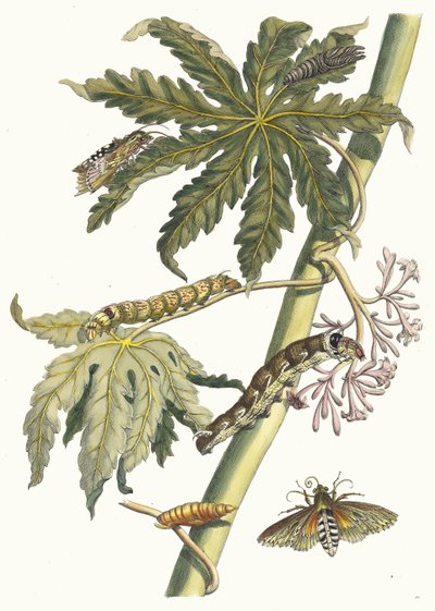 Papay. A Metamorphosis insectorum Surinamensium könyvből, 1705. alkotó: Maria Sibylla Merian