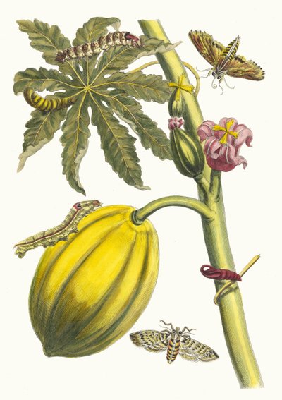 Papaya. A Metamorphosis insectorum Surinamensium könyvből, 1705. alkotó: Maria Sibylla Merian