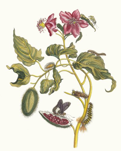 Rocu. A Metamorphosis insectorum Surinamensium könyvből, 1705. alkotó: Maria Sibylla Merian