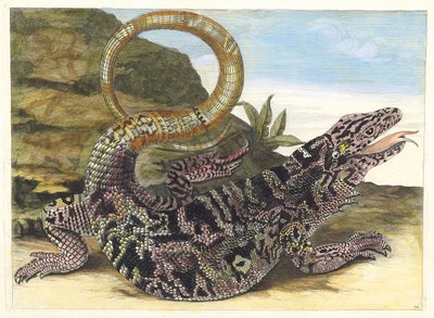 Sauvegarde. A Metamorphosis insectorum Surinamensium könyvből, 1705. alkotó: Maria Sibylla Merian