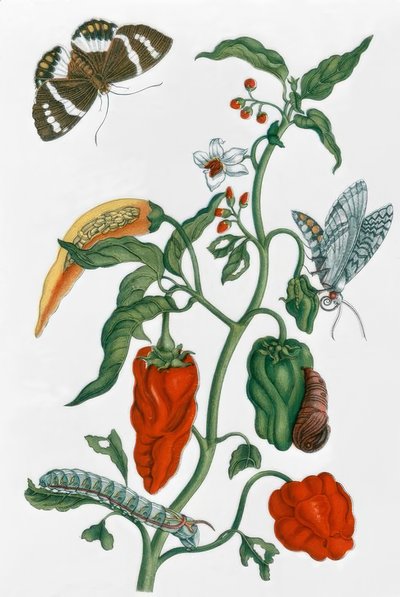 Spanyol bors / M.S. Merian alkotó: Maria Sibylla Merian