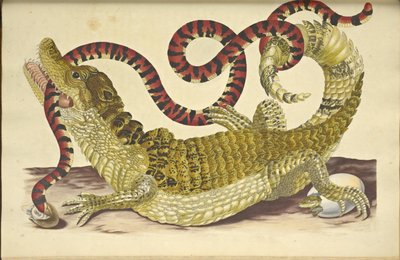 Szemüveges Caiman Caiman krokodil és egy hamis korallkígyó, 1705. alkotó: Maria Sibylla Merian