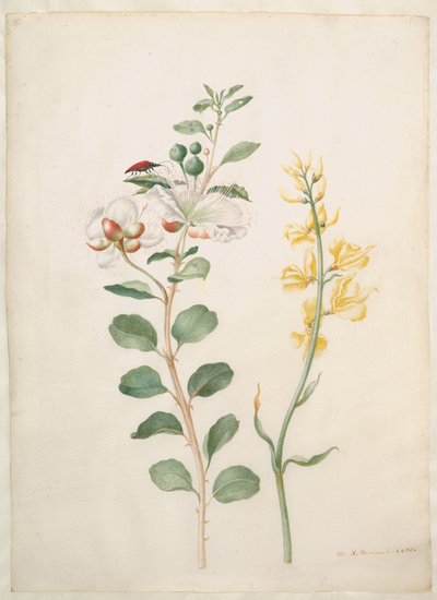  alkotó: Maria Sibylla Merian