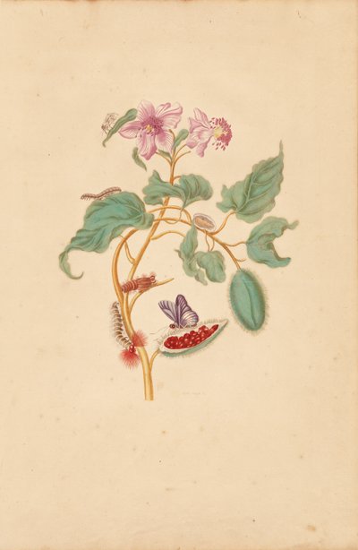 A Rocu fa hernyókkal, lepkékkel és lepkékkel alkotó: Maria Sibylla Merian