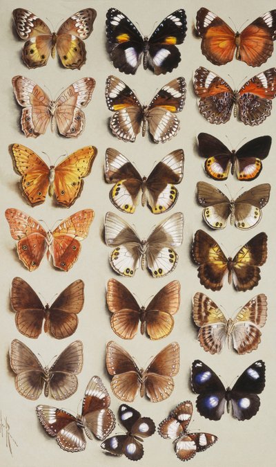 Huszonkét pillangó három oszlopban, mindegyik a Nymphalidae családba tartozik, alkotó: Marian Ellis Rowan