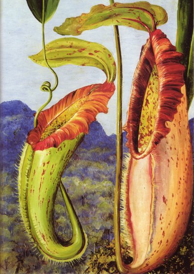 Egy új kancsónövény a Borneó-beli Sarawak mészkőhegységéből alkotó: Marianne North