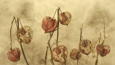 Szárított őszi lámpások alkotó: Marie-anne Stas