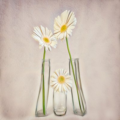 Elegáns fehér gerberák alkotó: Marie-anne Stas